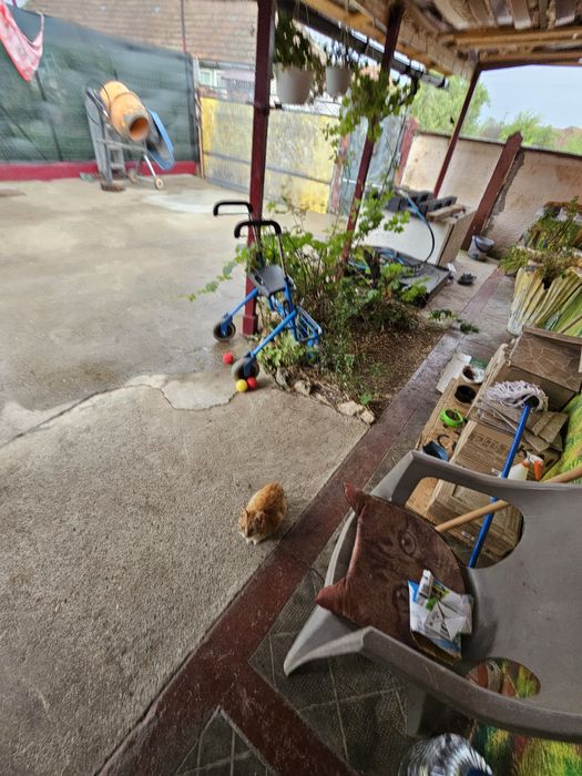 Adopție îngeraș drăgălaș