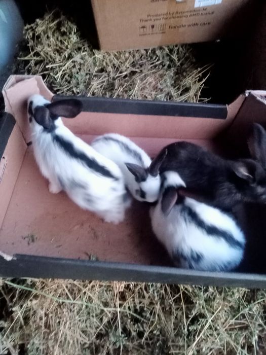 Продаются крольчата