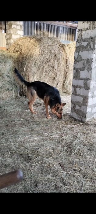 Немецкая овчарка продам сучка