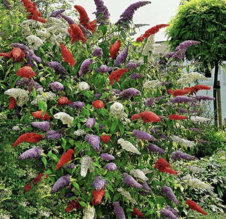 Liliac flower power
