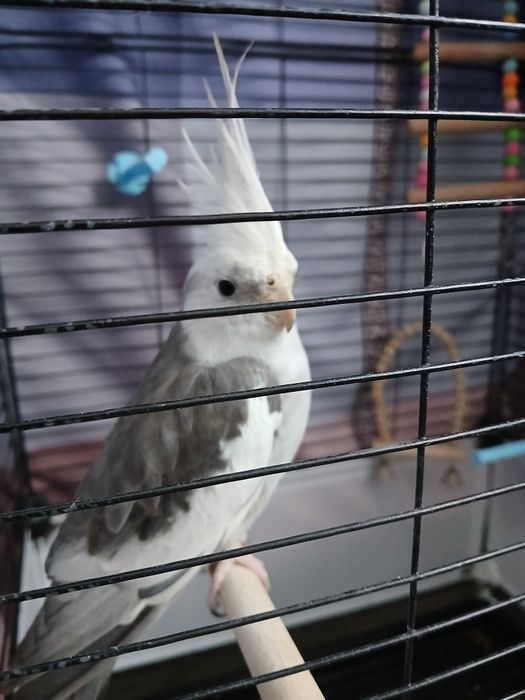 Продам попугая Корелла