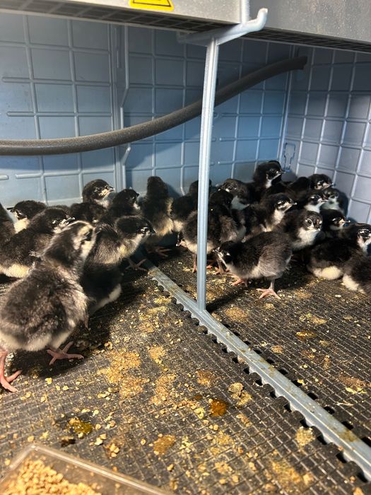 Gaini Australorp