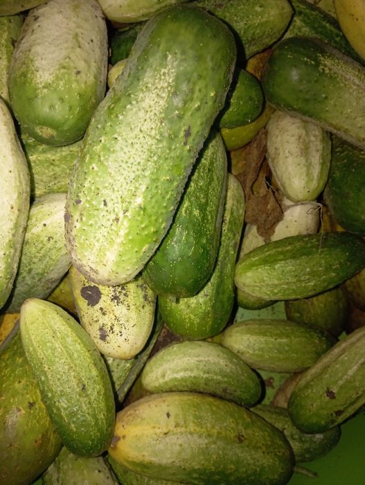 Продам кабачки, огурцы, зелень