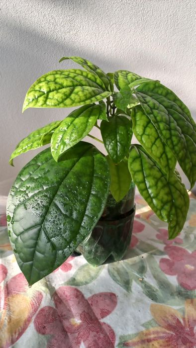 Продам цветок КЛЕРОДЕНДРУМ