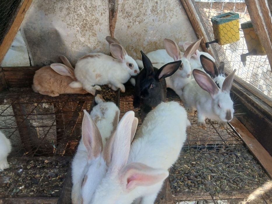 Iepuri de vanzare , 2 luni / 4 luni
