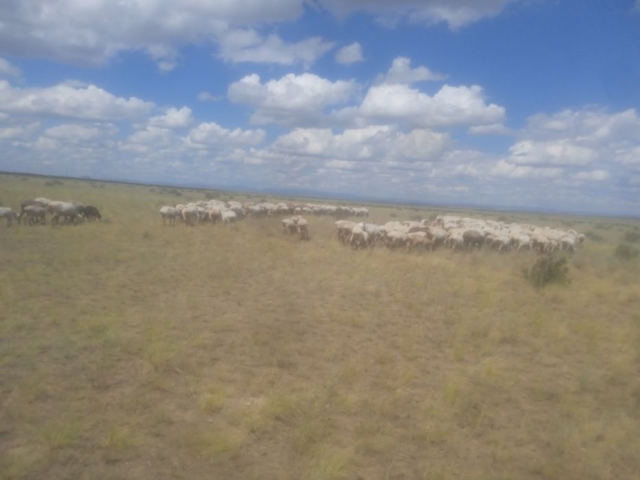 Бараны пароды Байыс