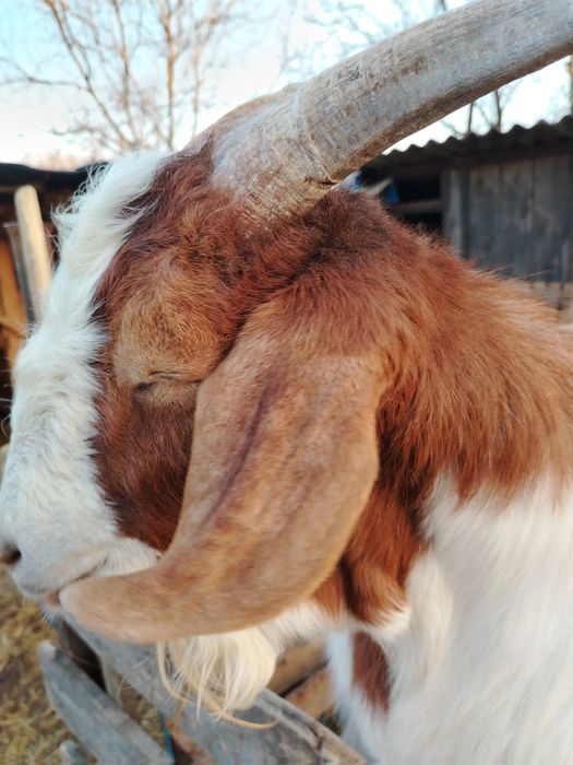 Vând țap metis boie cu carpatin