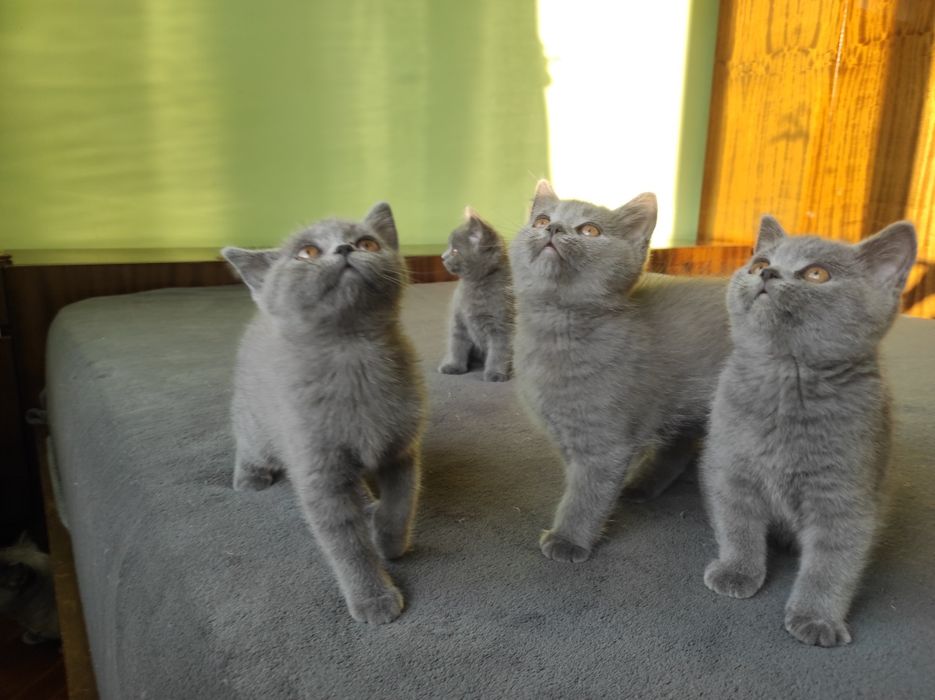 Британски котета