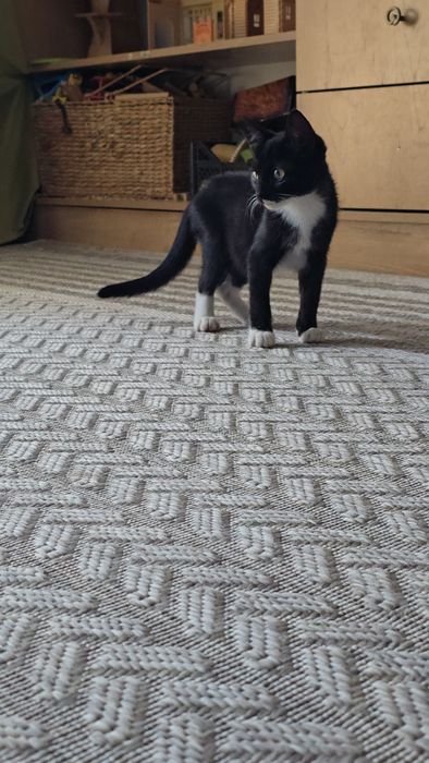 Отдадим котят, бесплатно