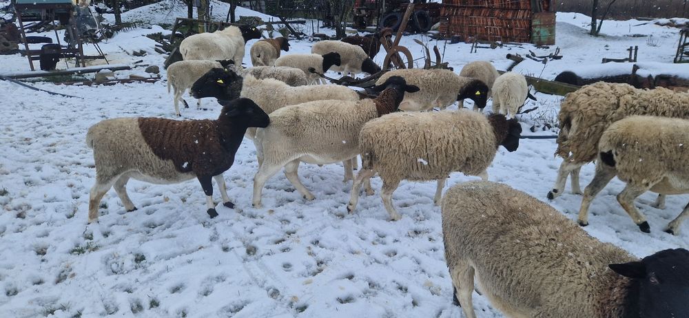 Oi dorper de vanzare