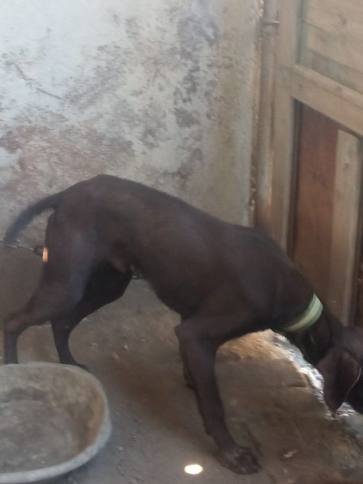 Собака   охотный