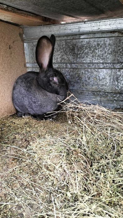 Iepuroaica gestanta disponibila