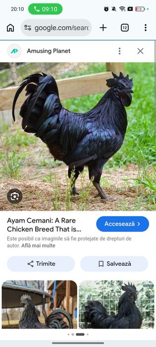 Ayam Cemani 5 puicuțe