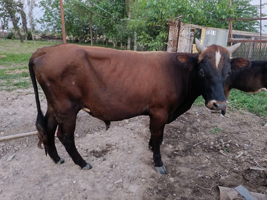 Buqa sotiladi, dalada yurgan.