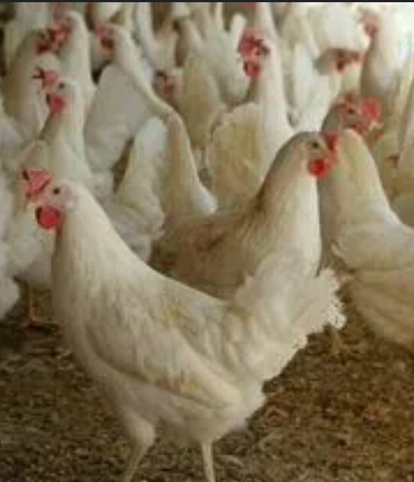 Продам кур несушек поросят разных возростов