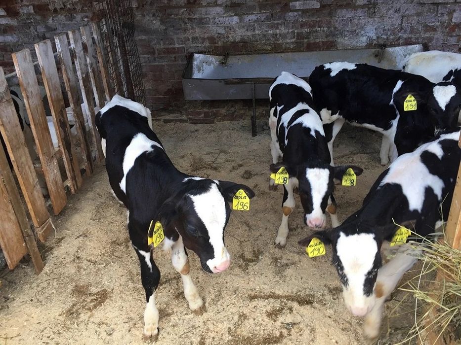 Продам бычков галштинов