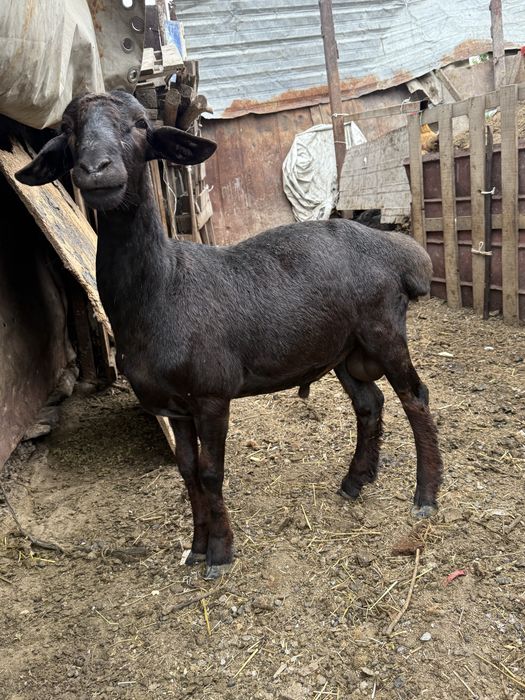 Продам Баранов молодых