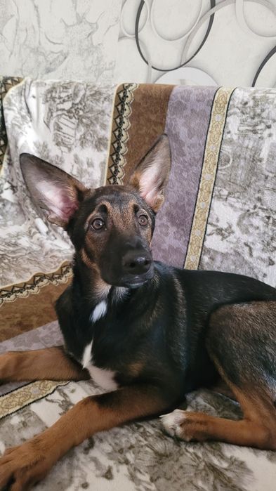 Отдам прелестную девочку