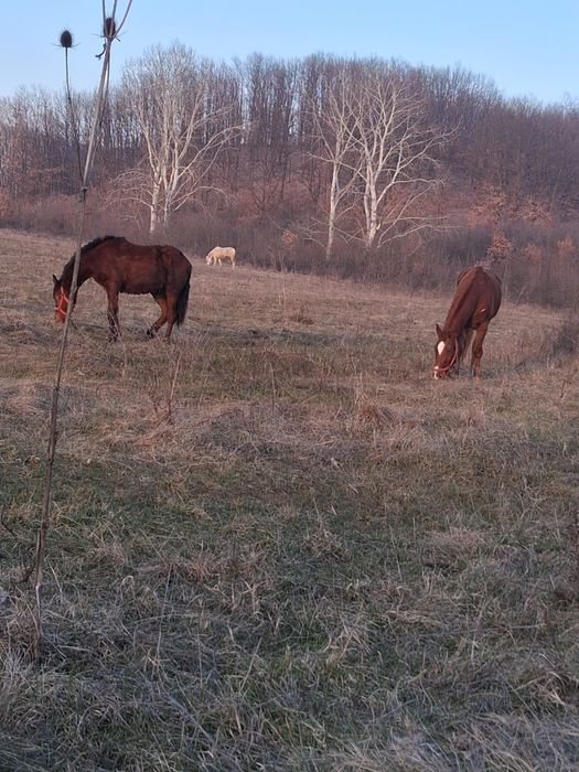 Cai de vânzare sau schimb