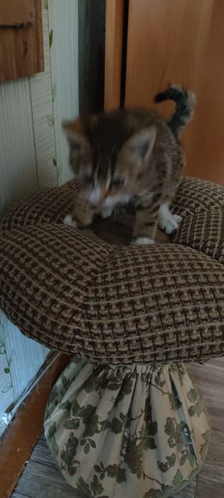 Котенок дымчатый с белыми лапками ждет Вас!