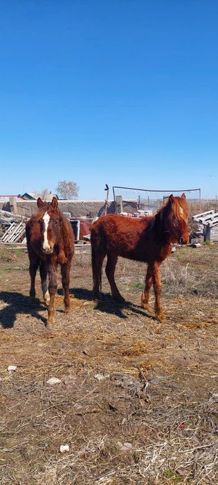 Продам  тайчиков 2 года