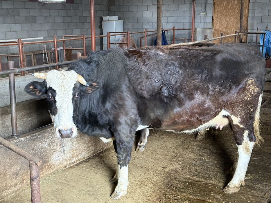 Корова стельная через дней 15-20 оттелиться