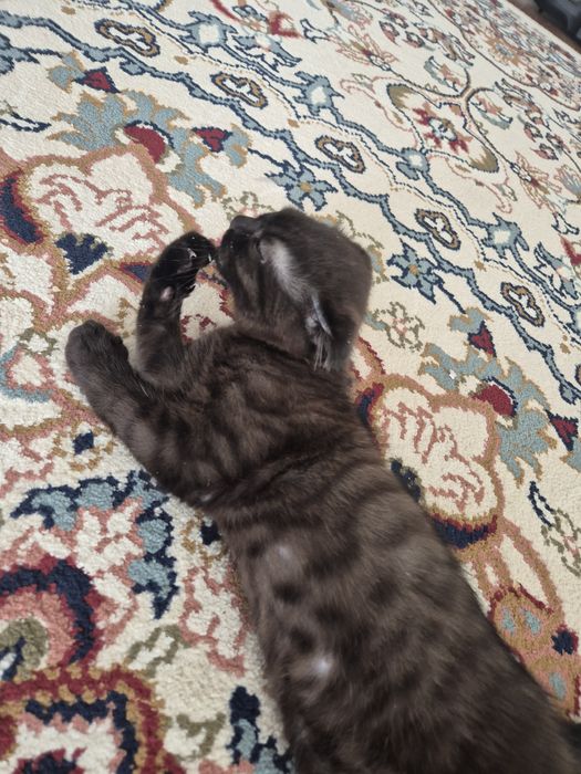 Продам котика шотландец вислоухии