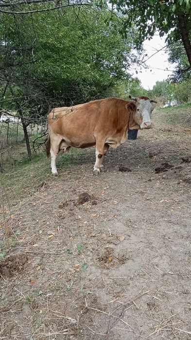 Vand vaca 8500 lei negociabil