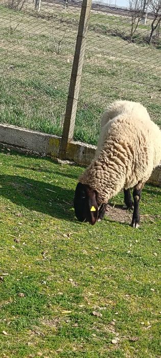 Vand oi cărăbașre sârbești