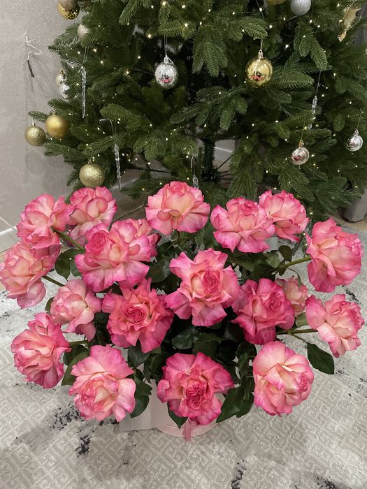 Продам букет цветов 19 шт