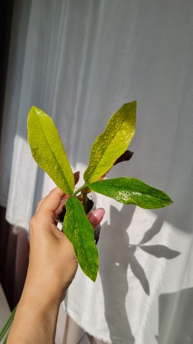 Продам Замиокулькас Лонг лив