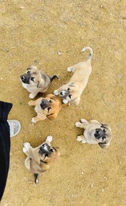 Тегін Күшіктер бар