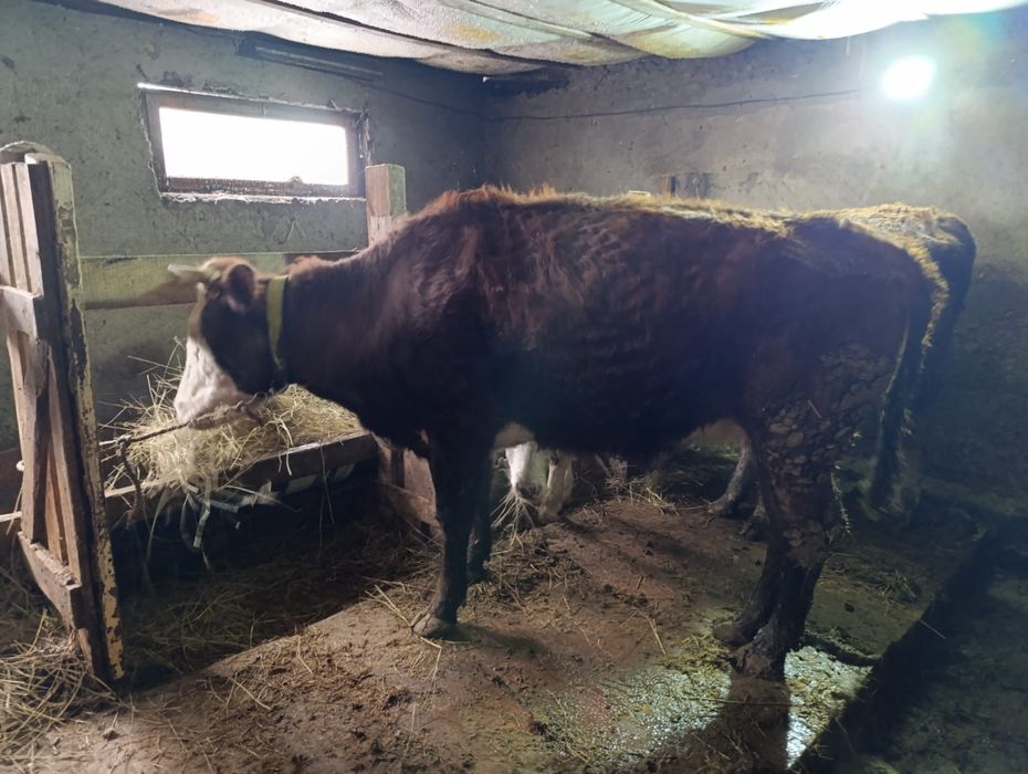 Продам корову !!