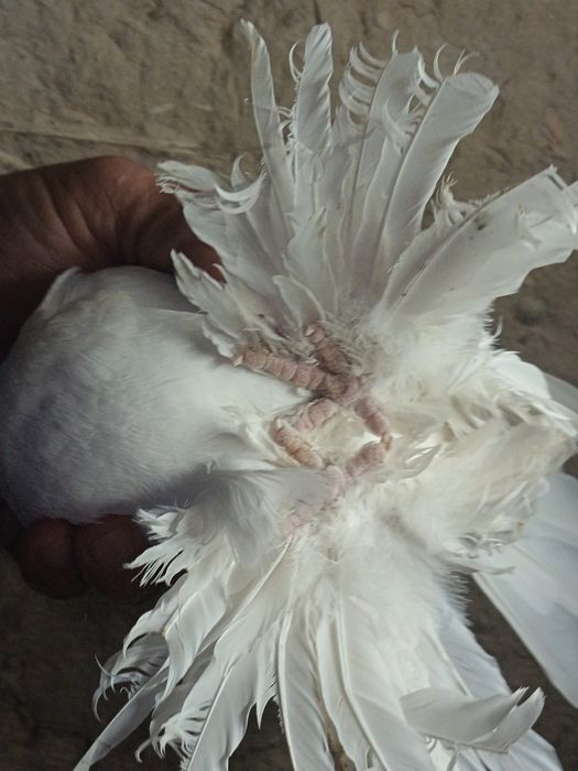 На продажу выставлены настоящие джизакские голуби