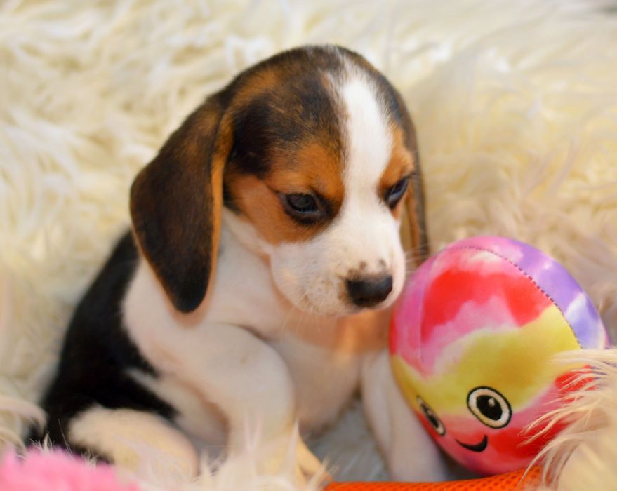 Pui beagle tricolori