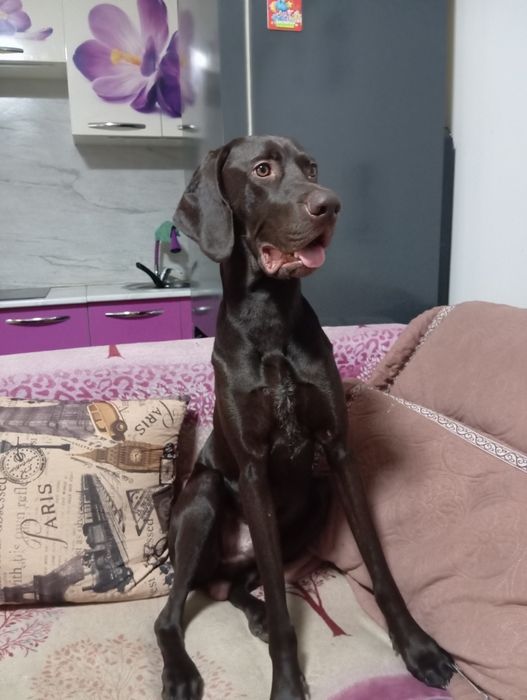 Курцхаар вязка бесплатно