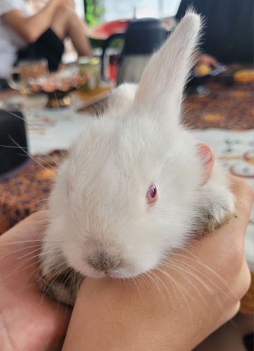 Продаются дети зайцев