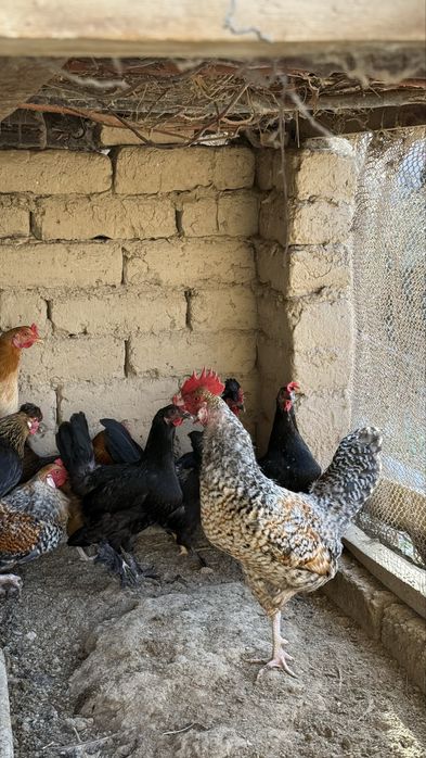 Хурозлар Сотилади Соглом