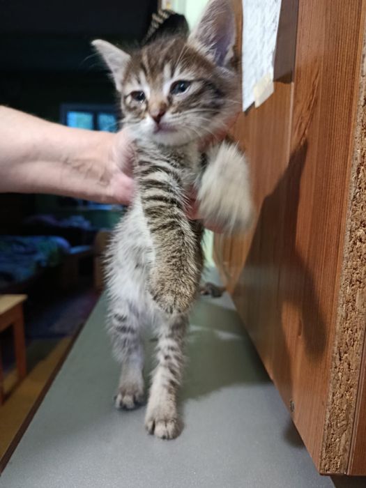 Отдам в добрые руки Котят.