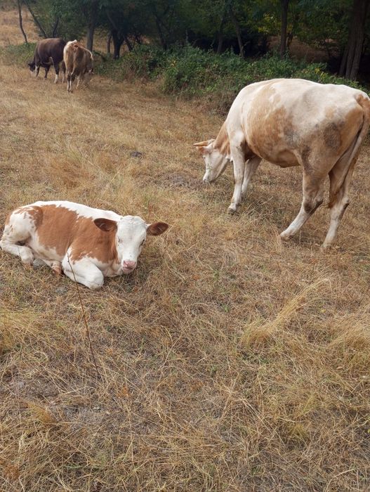 Vând vaca bălțată românească