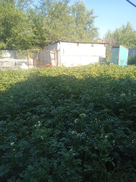 Продам кортошку с домом