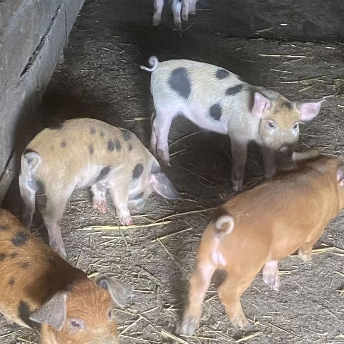 Продам поросят дюрок