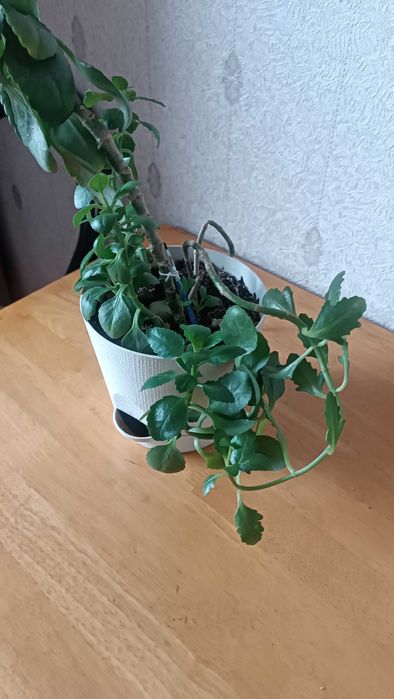 Продам цветы Коланхоэ