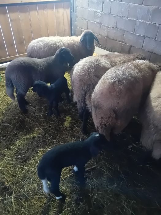 Vând oi carabase sârbești