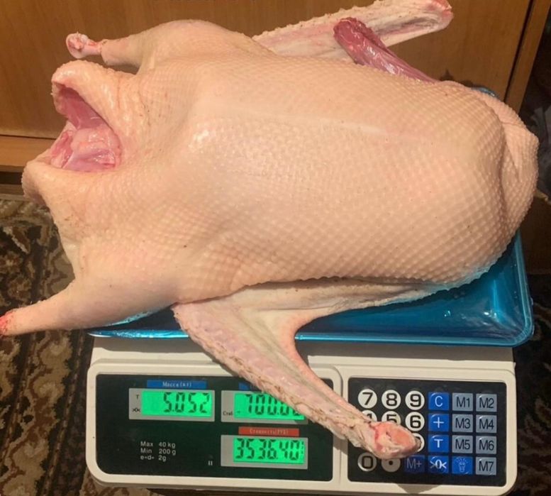 Мясо гуся домашнее