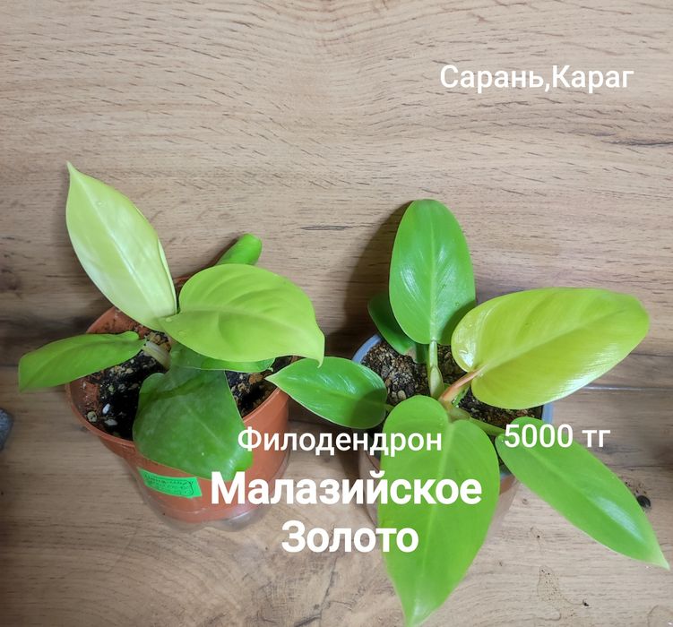 Филодендрон разный