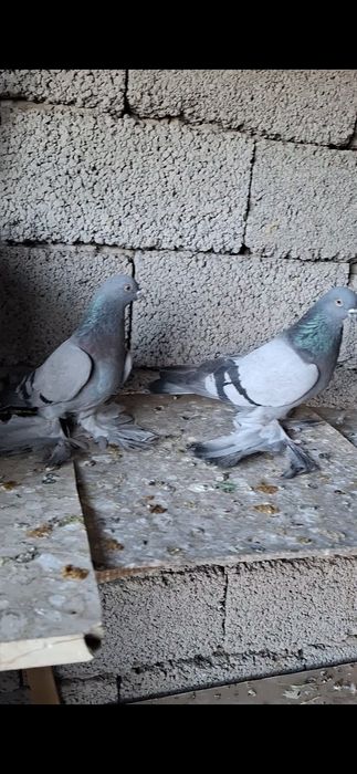 Голуби на продажу