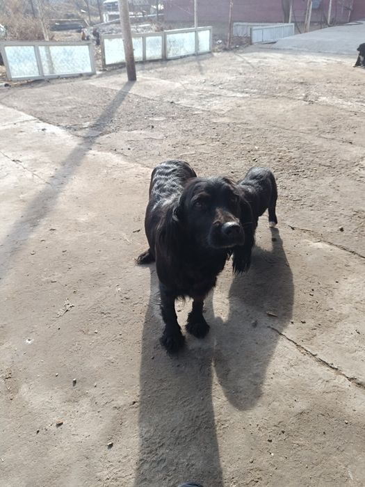 Русский спаниель Собака