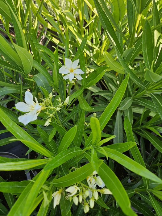 Leandru, culori bătute!