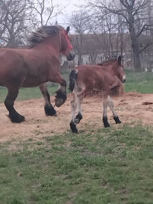 Vând două iepe Ardeneze